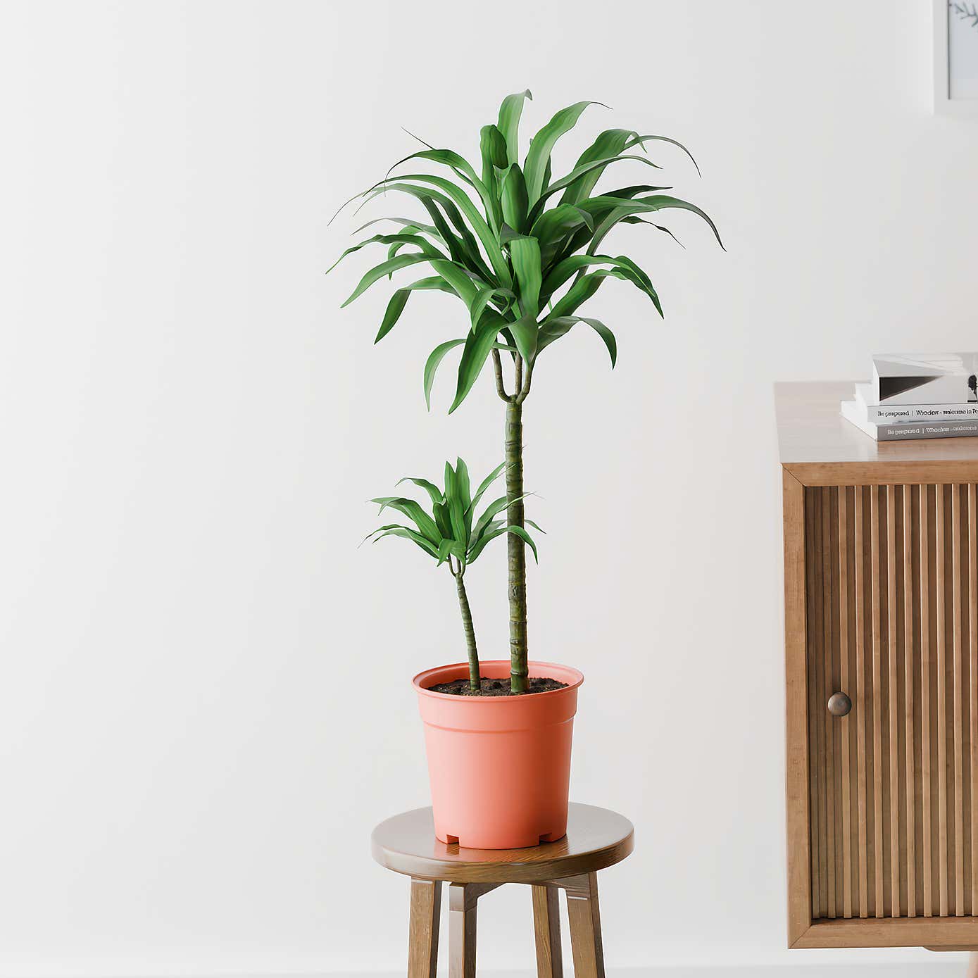 Beards & Daisies Dracaena Steudneri House Plant
