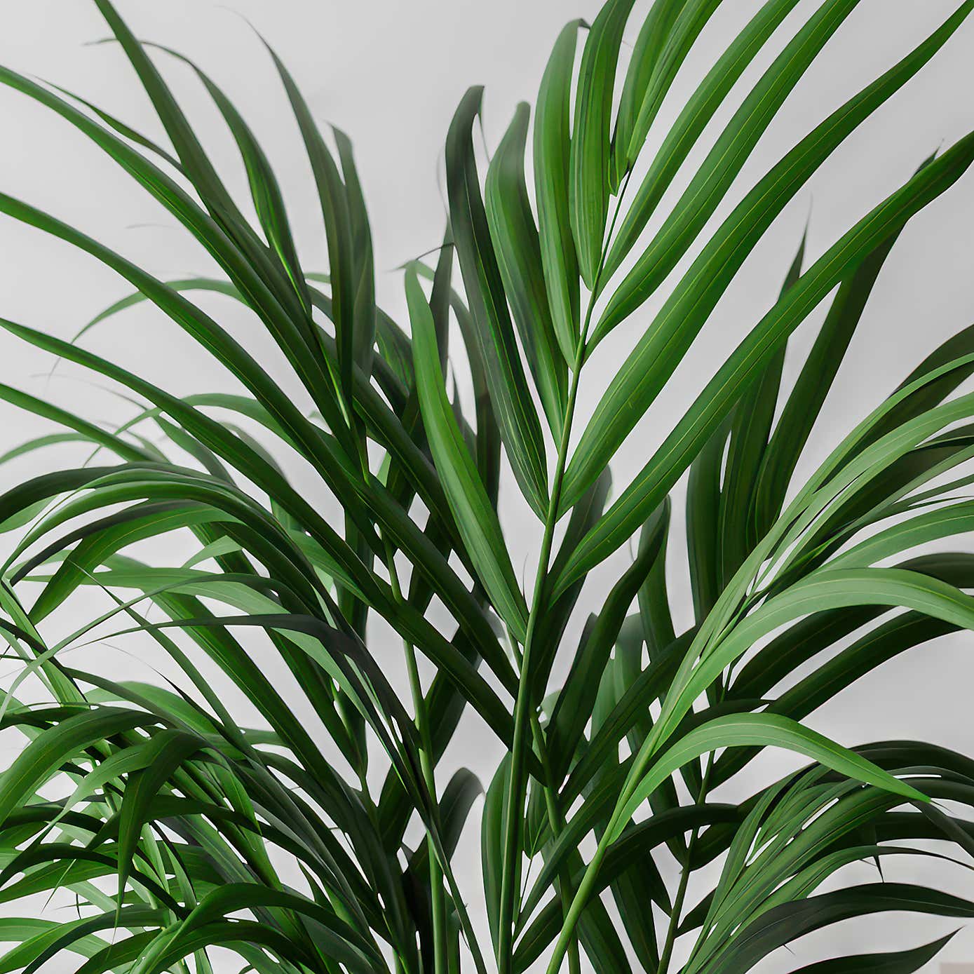 Kentia Palm House Plant in Elho Pot