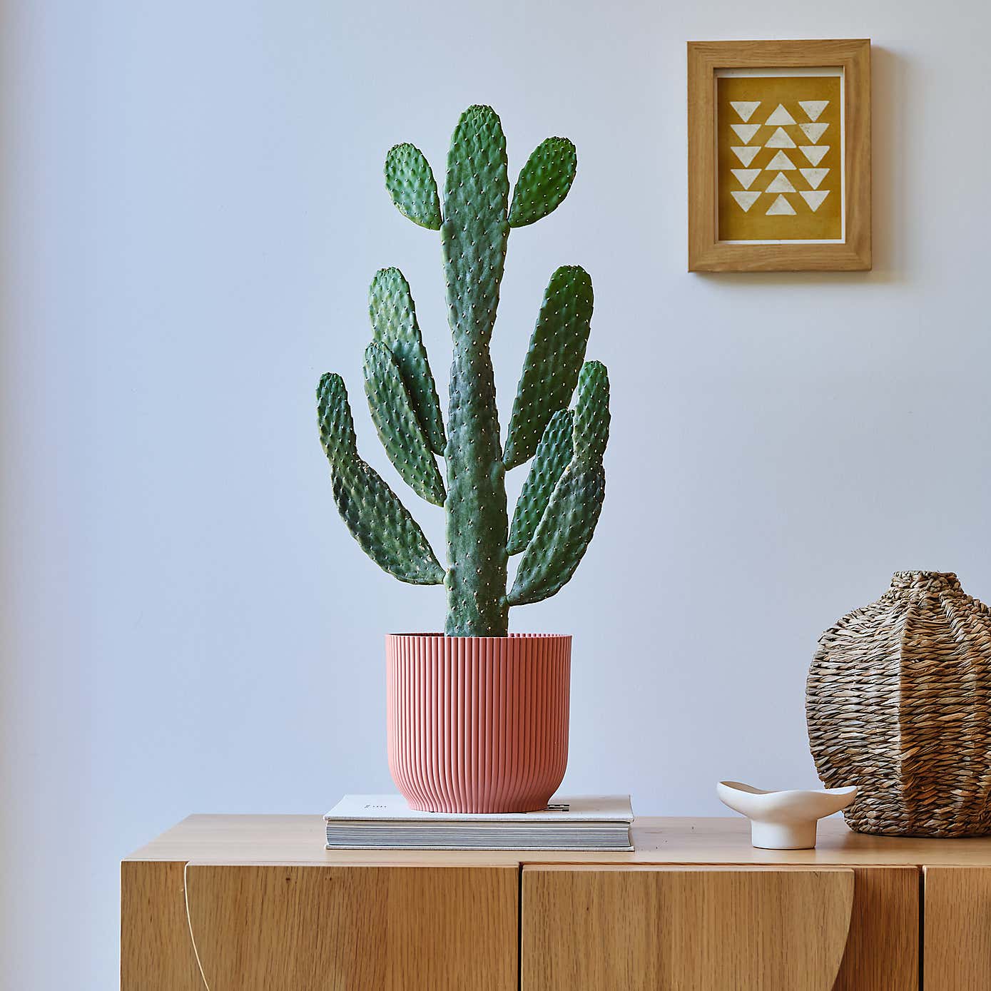 Cowboy Cactus House Plant in Elho Pot