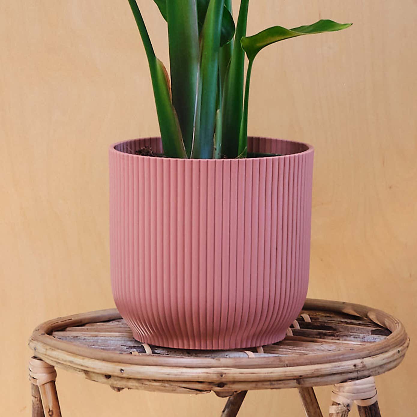 Bird Of Paradise House Plant in Elho Pot