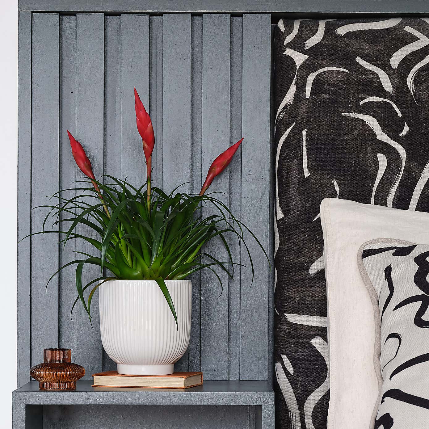 Vriesea Astrid House Plant in Ribbed Pot