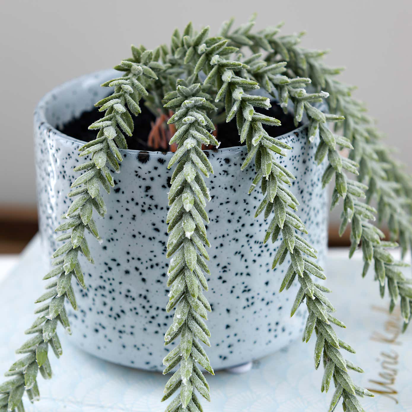 Artificial Trailing Sedum Burros Tail in Speckled Ceramic Plant Pot