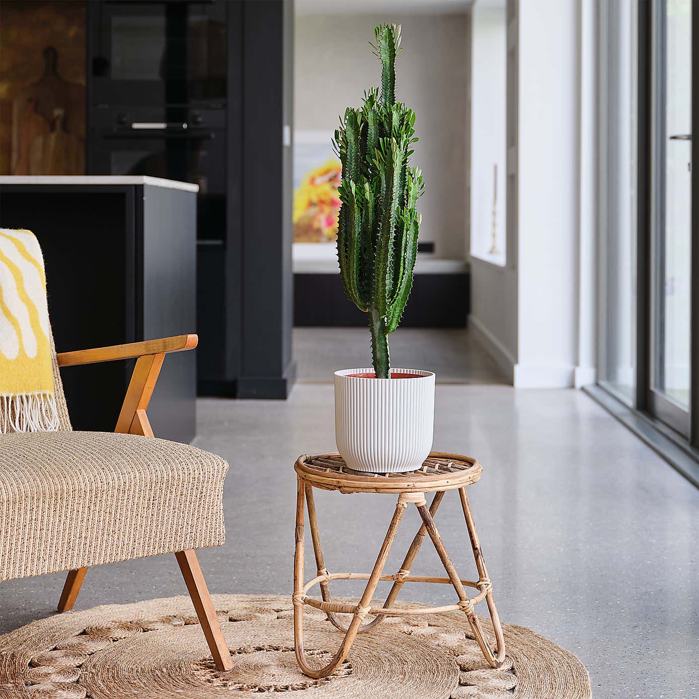 Euphorbia Trigona House Plant in Elho Pot