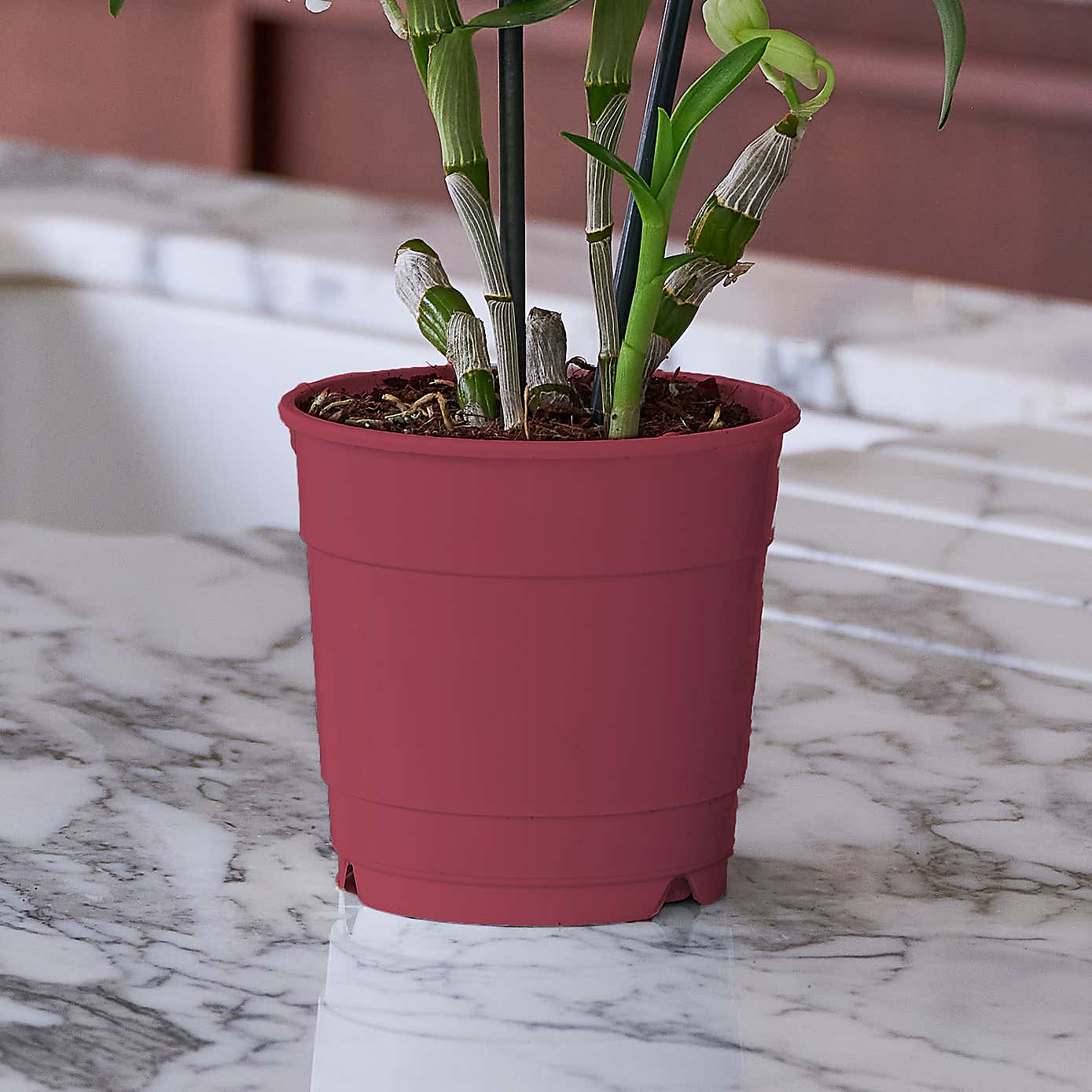 Beards & Daisies Blooming Beautiful Pair Dendrobium Peace Lily House Plant