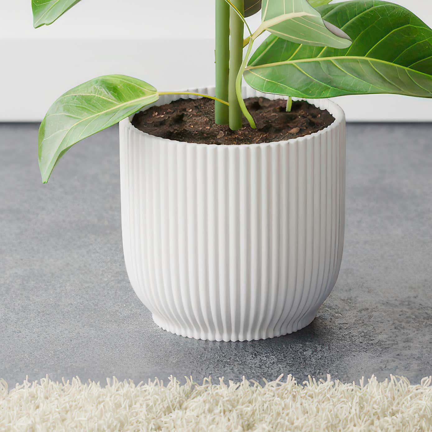 Bengal Fig House Plant in Elho Vibes Pot