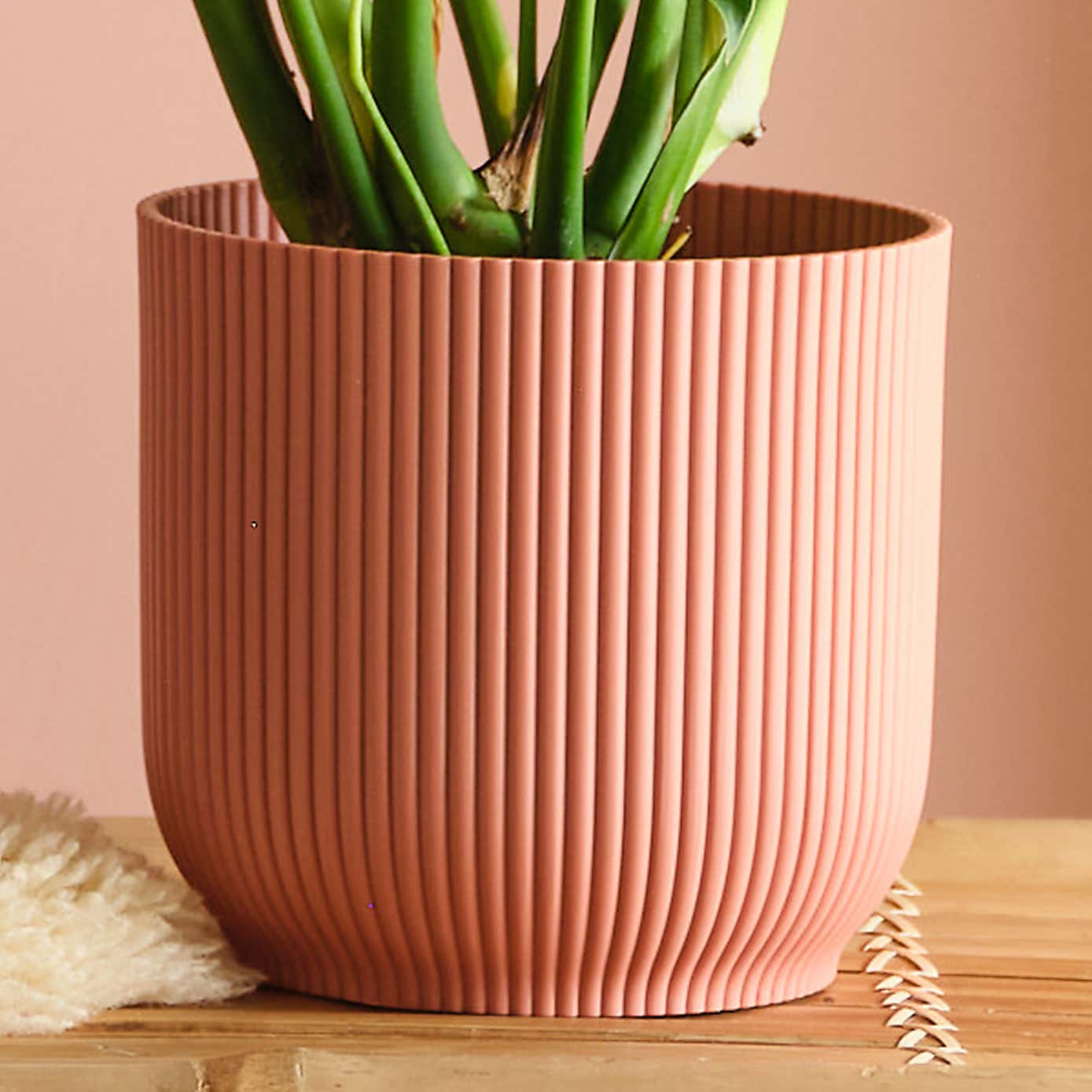 Swiss Cheese House Plant in Elho Pot