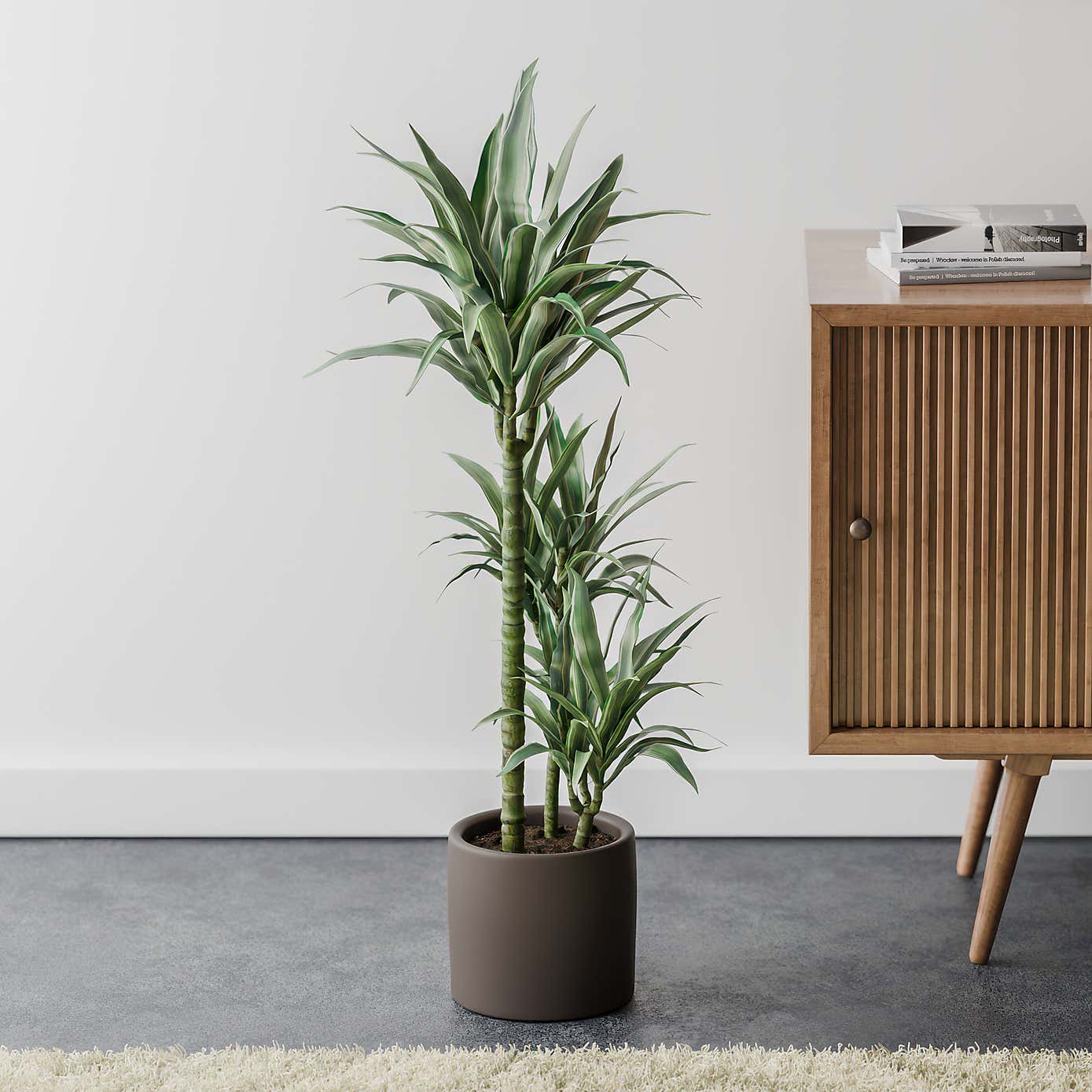 Beards & Daisies Dracaena Warneckei House Plant in Earthenware Pot