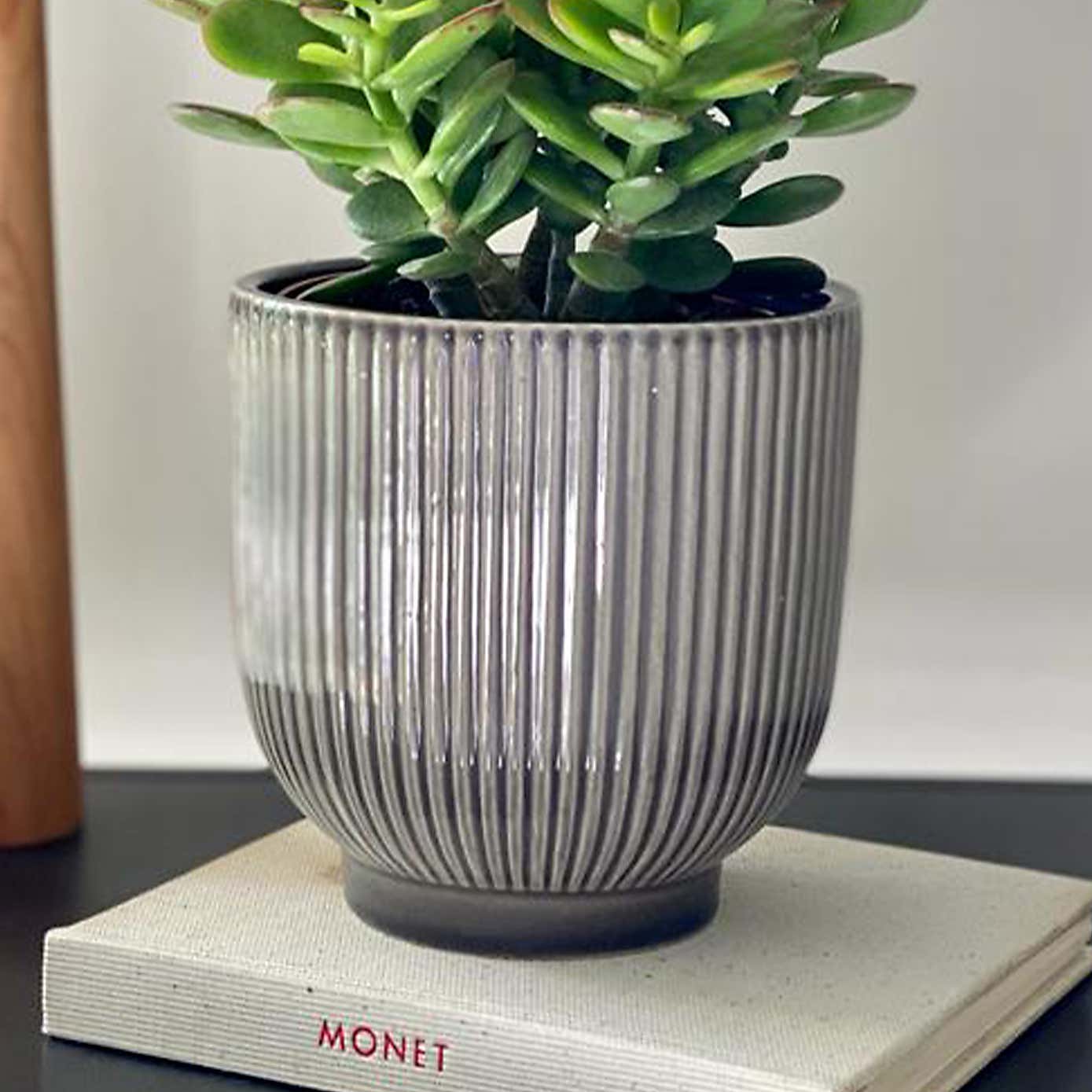 Jade House Plant in Ribbed Pot