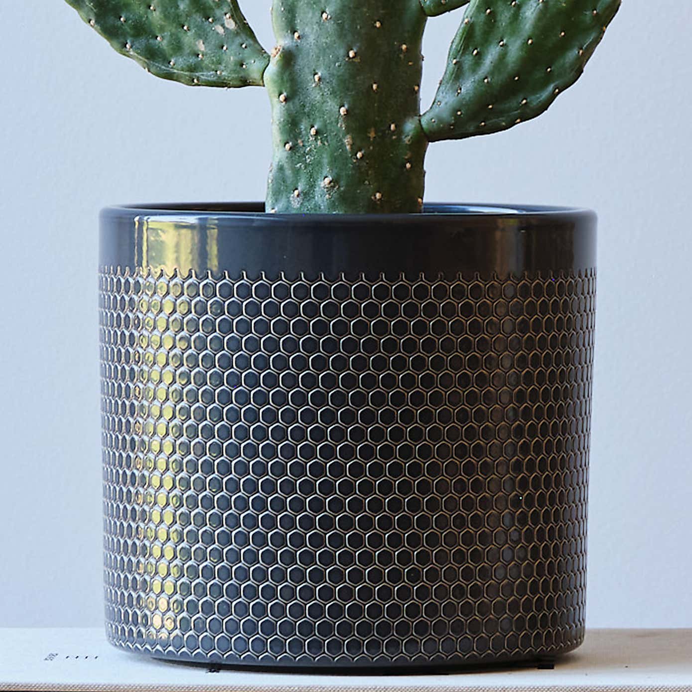 Cowboy Cactus House Plant in Capri Pot