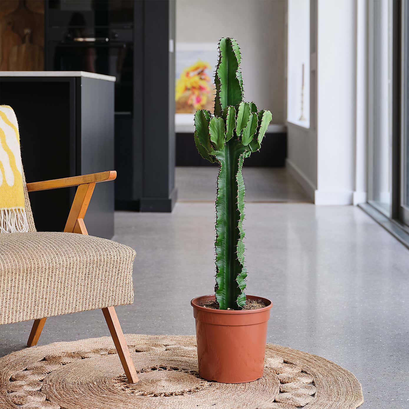 Euphorbia Trigona House Plant