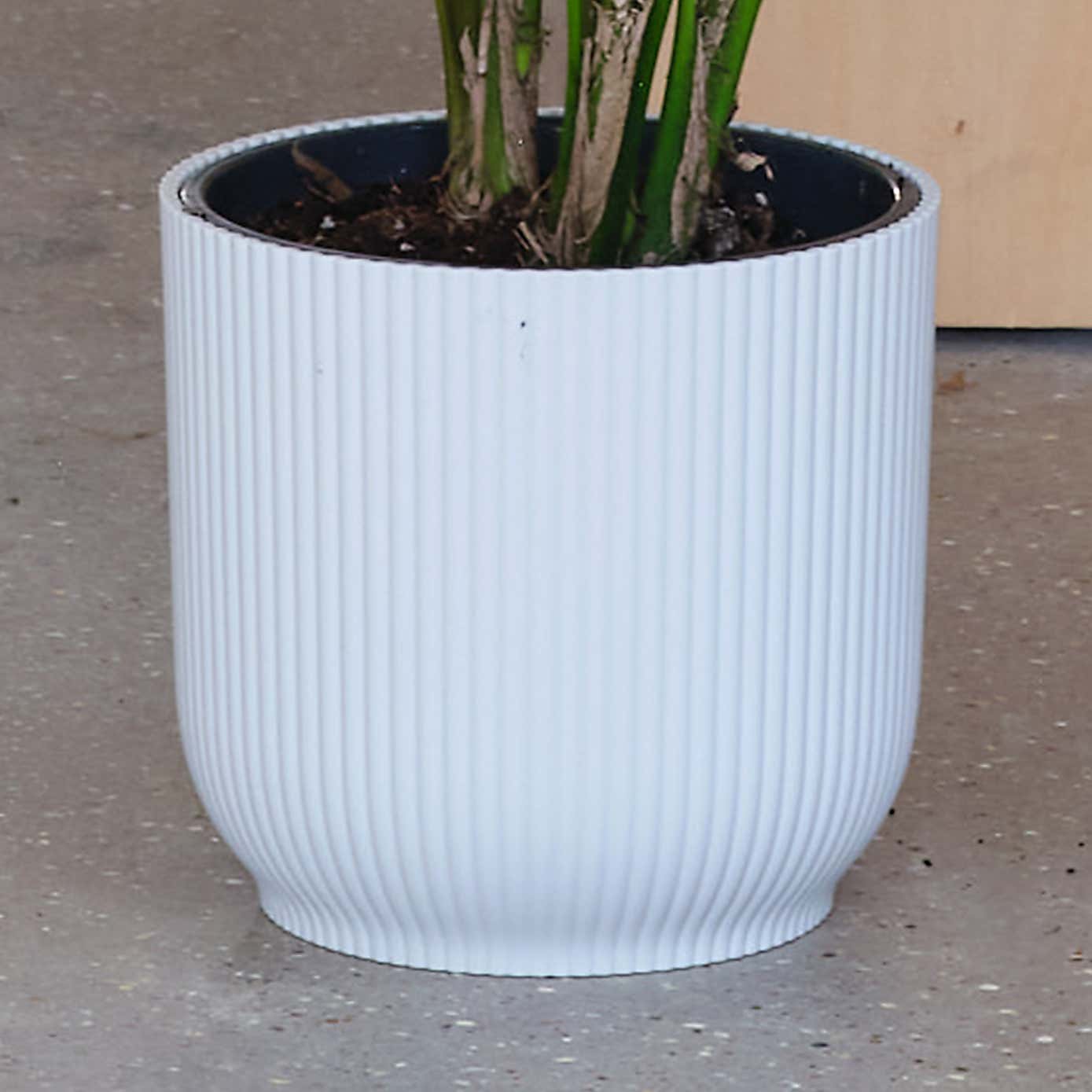 Kentia Palm House Plant in Elho Pot