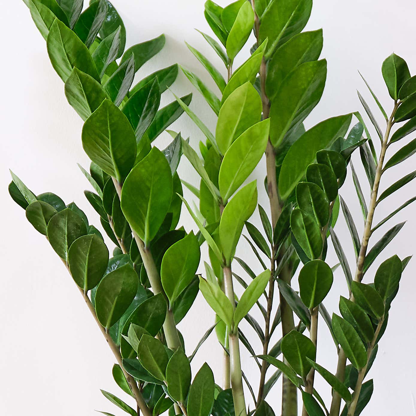 Unkillable Potted House Plant Bundle