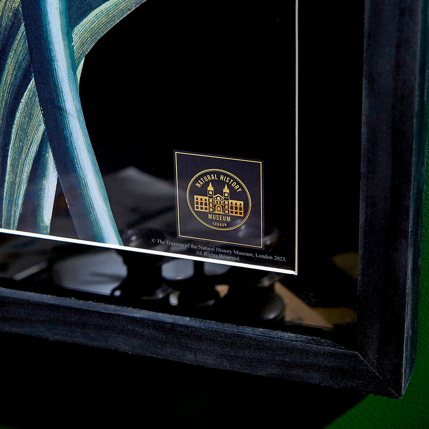 Amaryllis Framed Print