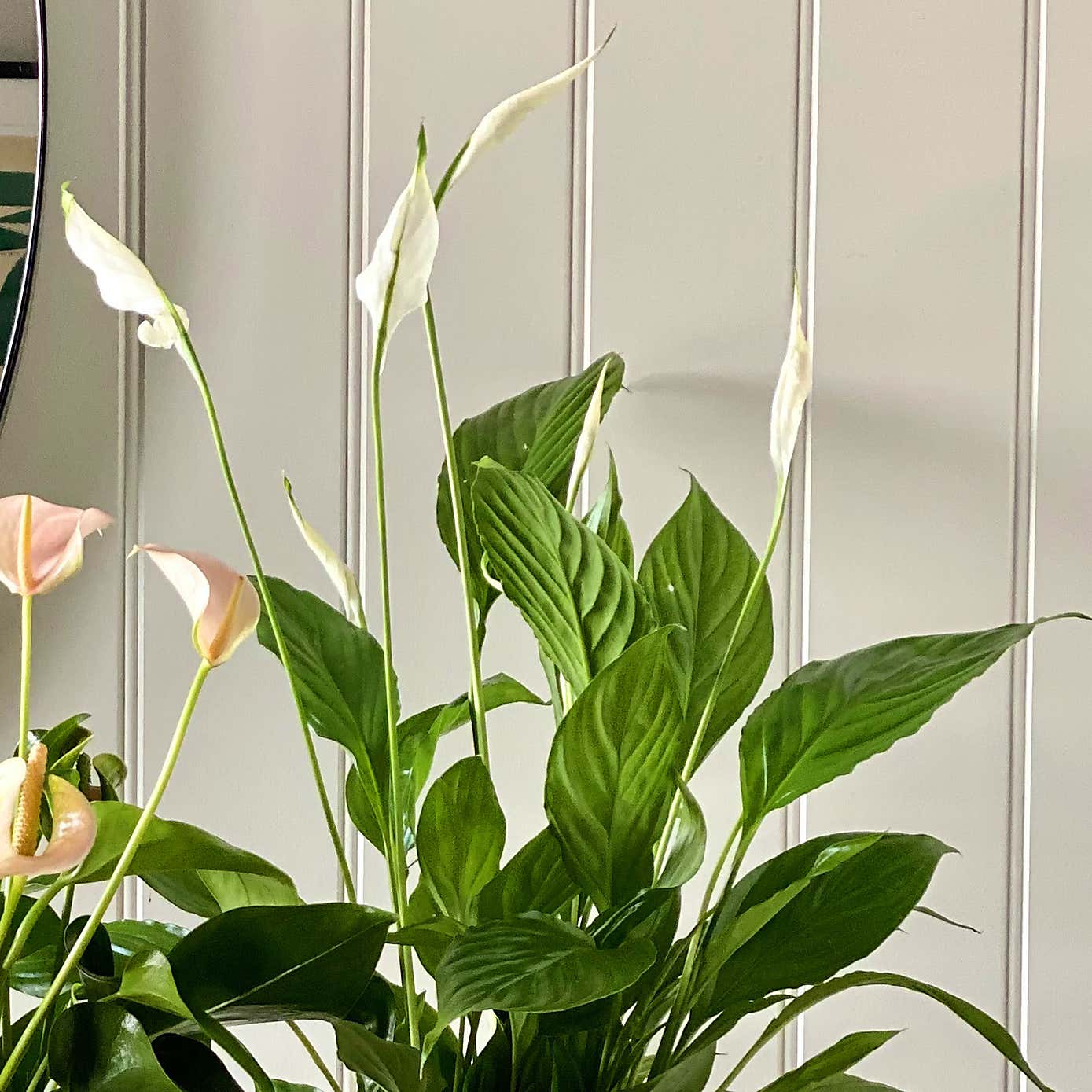 Beards & Daisies Air Purifying Pair Peace Lily and Peach Anthurium House Plant in Ribbed Pot