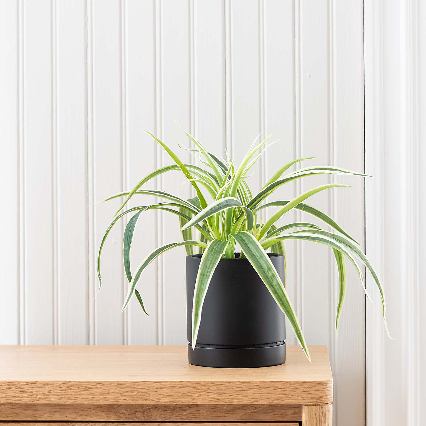 Artificial Spider Plant in Black Cement Plant Pot