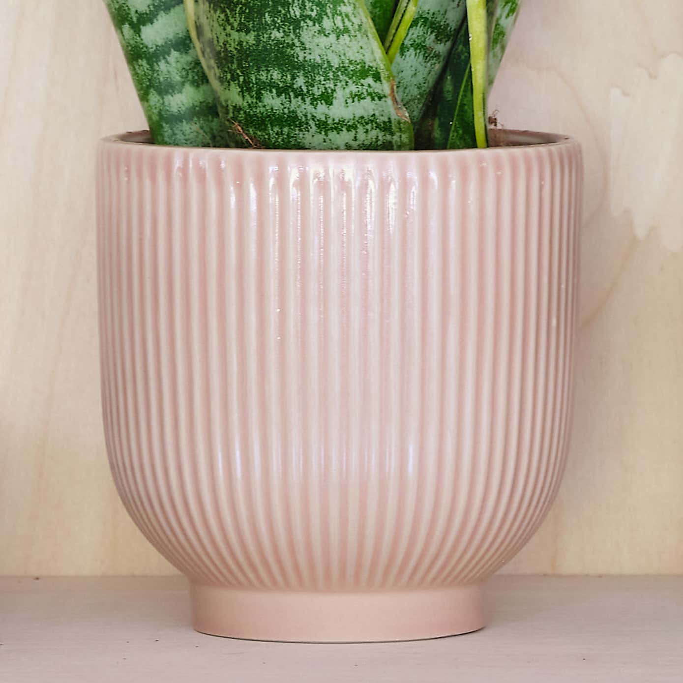 Snake House Plant in Ribbed Pot