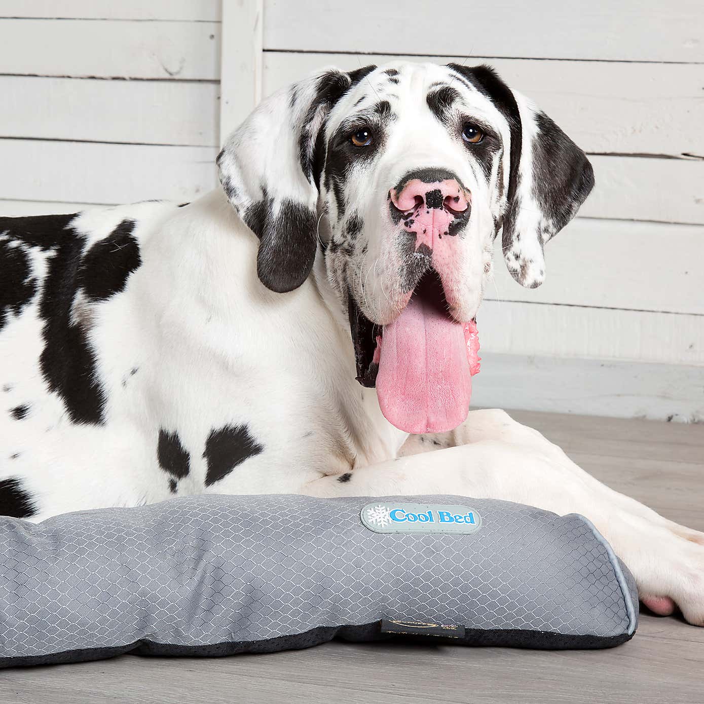 Scruffs Dog Cool Bed