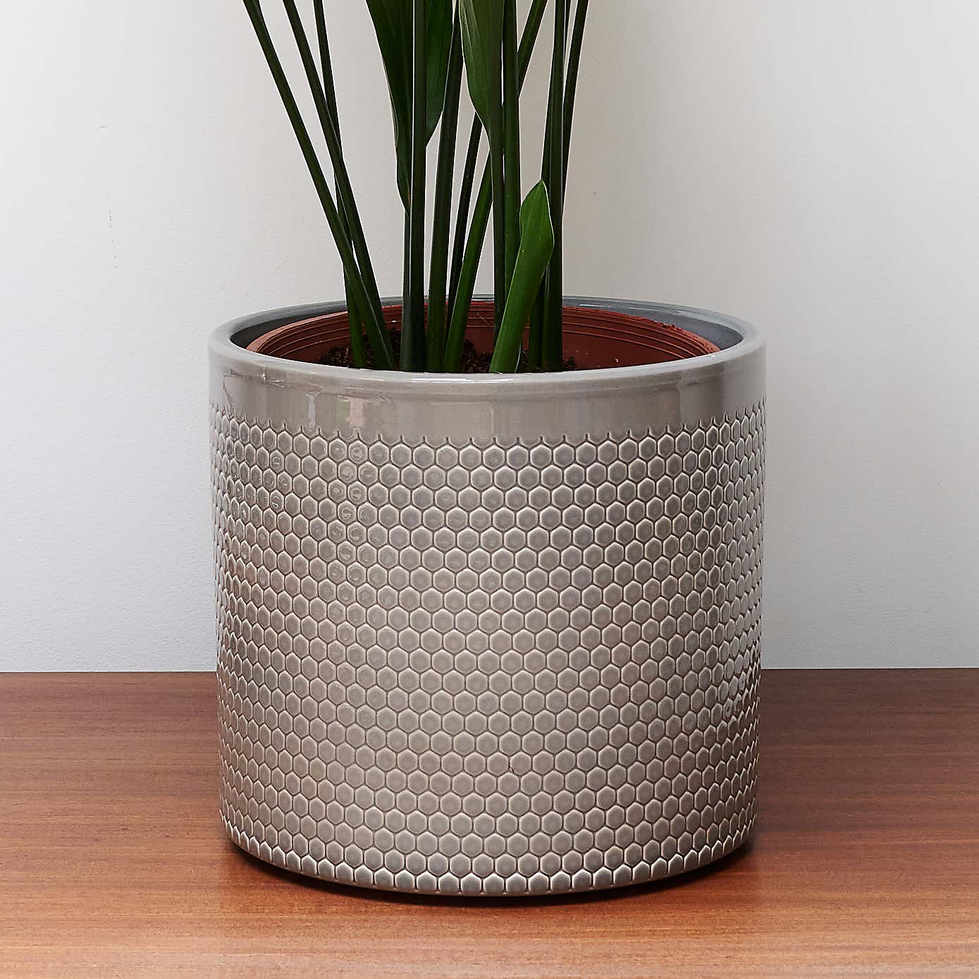 Beards & Daisies Cast Iron House Plant in Capri Pot