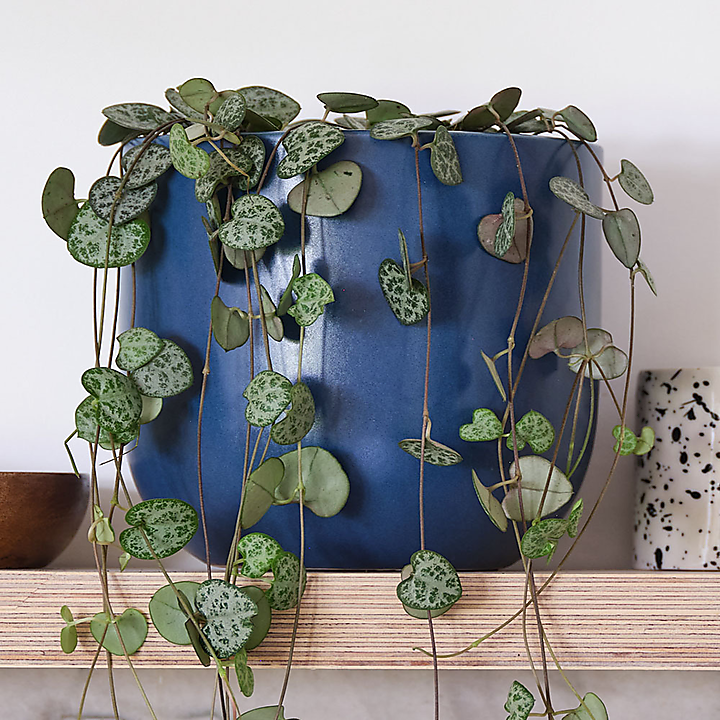 String of Hearts Potted House Plant Bundle