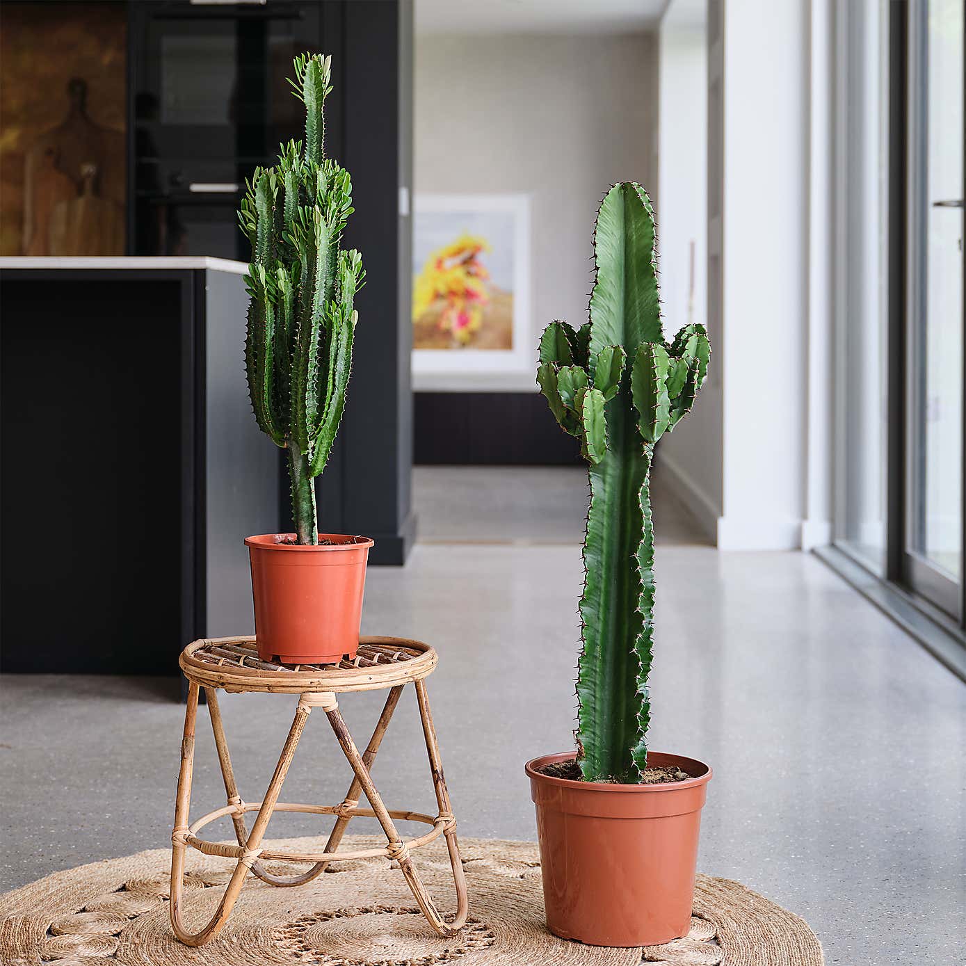 Euphorbia Trigona House Plant