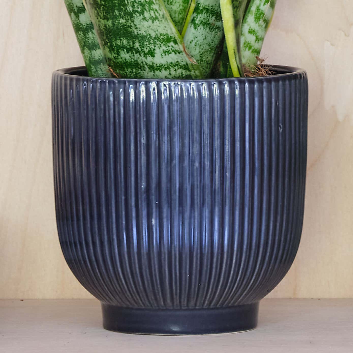 Snake House Plant in Ribbed Pot