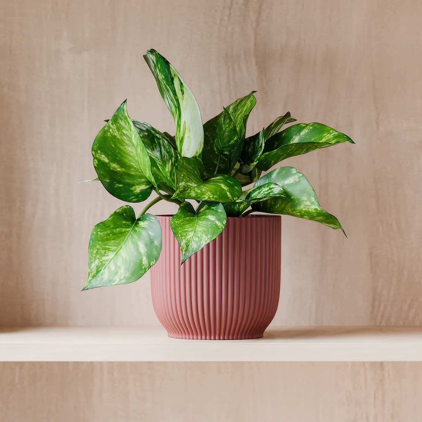 Beards & Daisies Marble Queen Pothos House Plant in Elho Pot