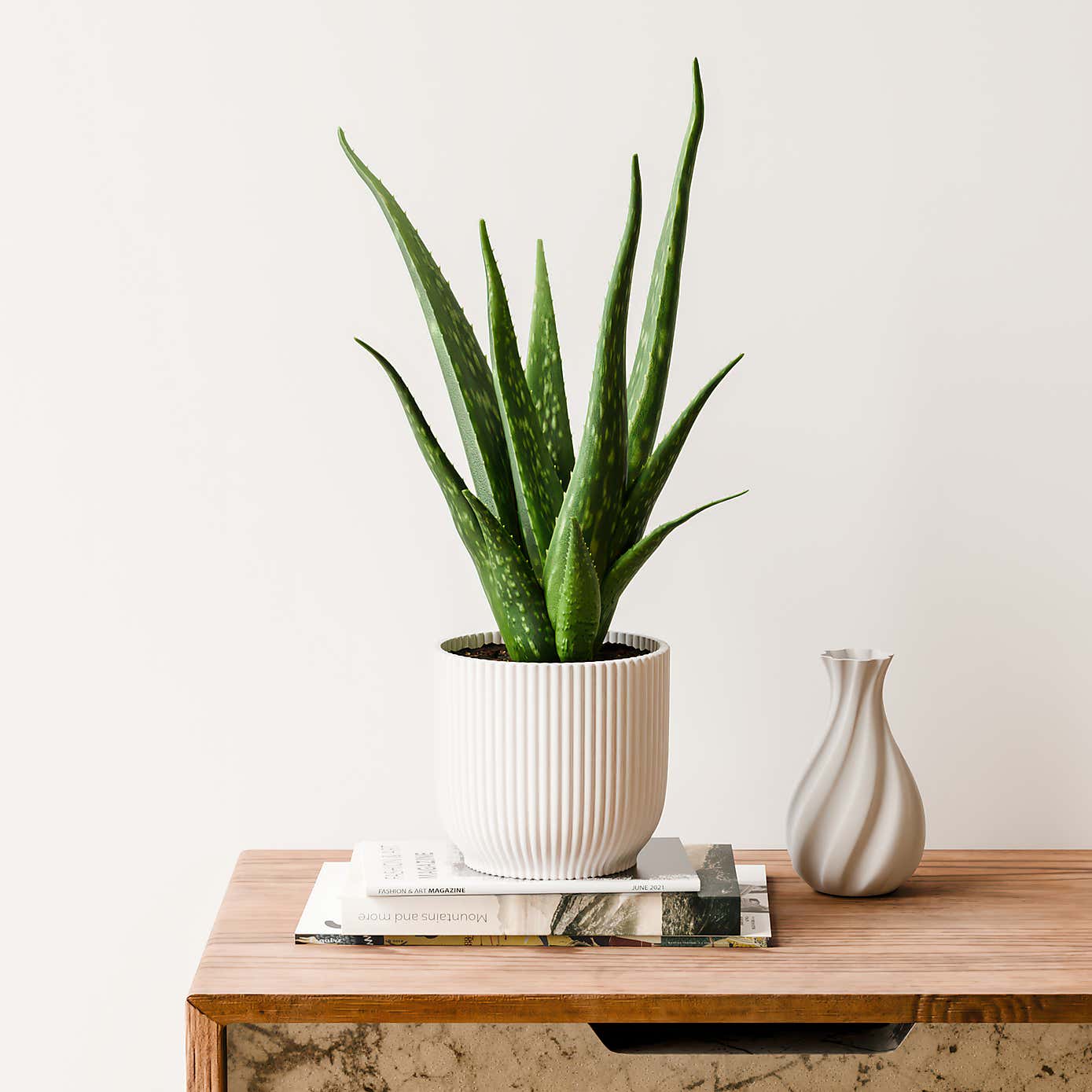 Aloe Vera House Plant in Elho Vibes Pot