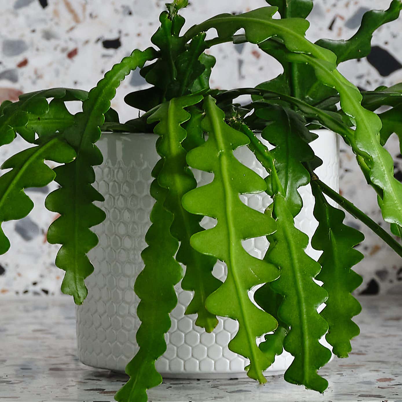 Fishbone Cactus House Plant in Capri Pot
