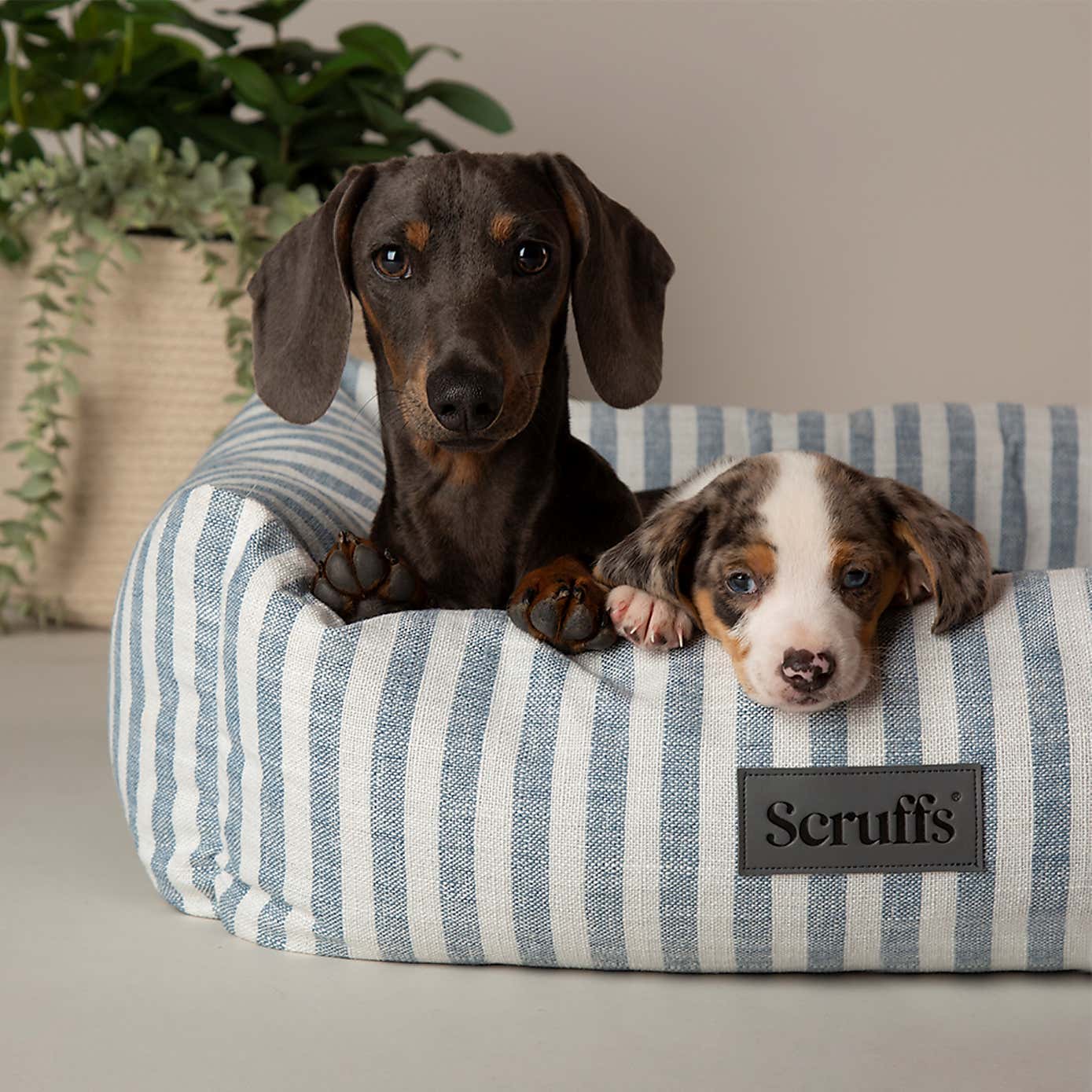 Scruffs Luxury Coastal Pet Box Bed