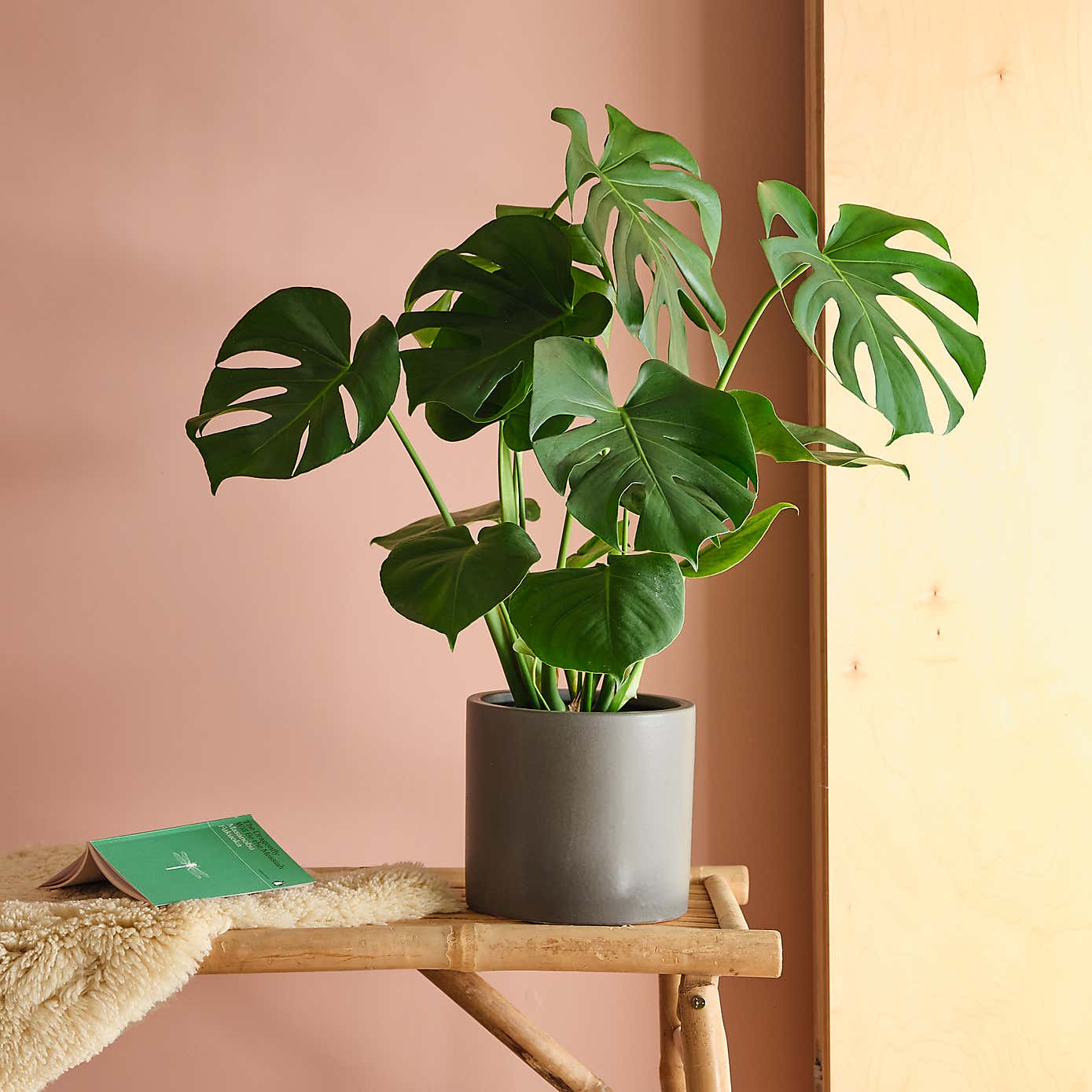 Swiss Cheese House Plant in Earthenware Pot