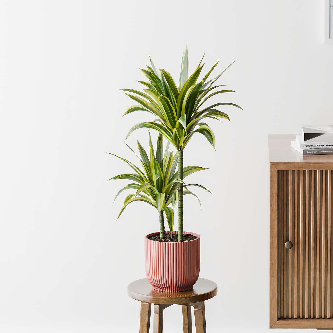Dracaena Lemon & Lime House Plant in Elho Pot