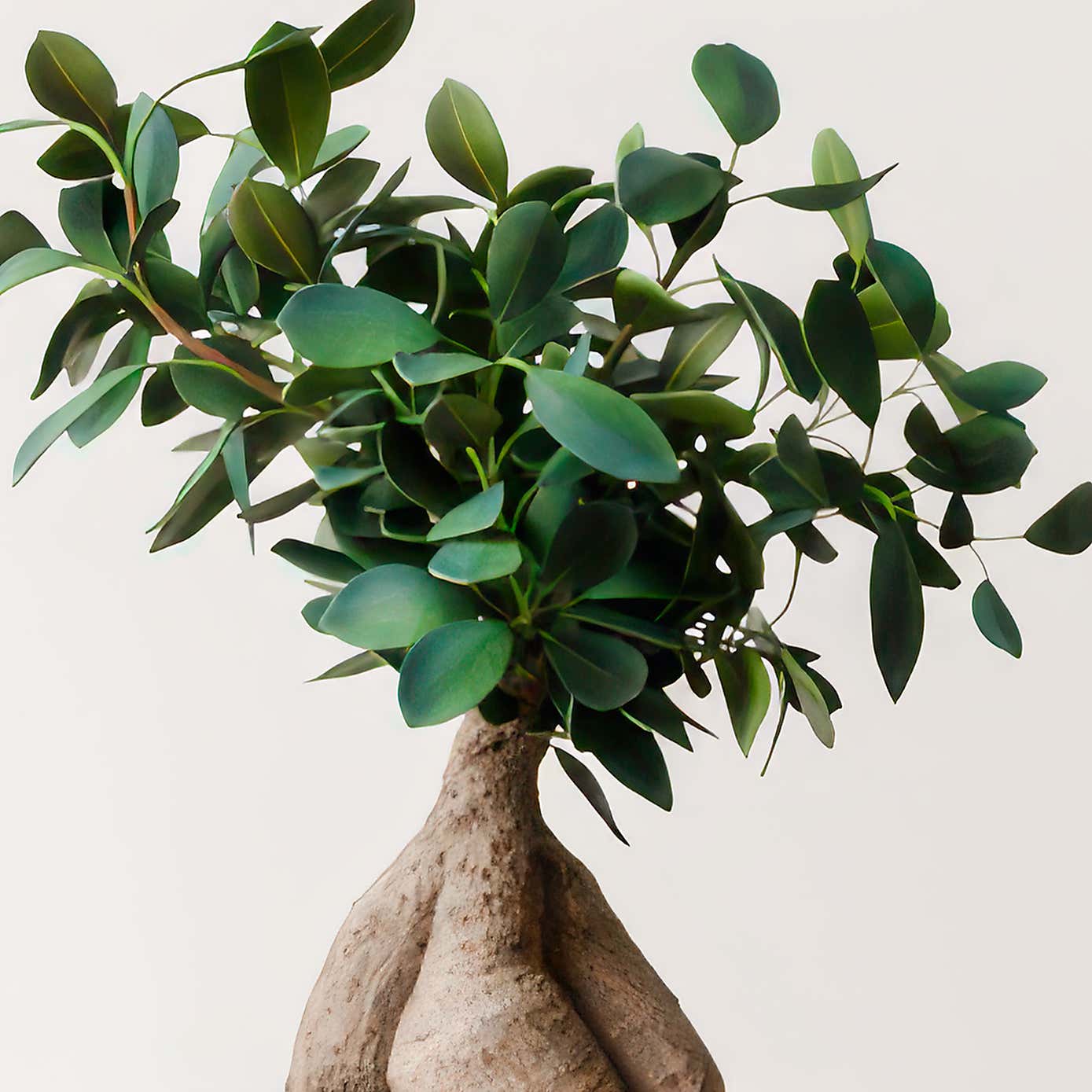 Ficus Ginseng House Plant
