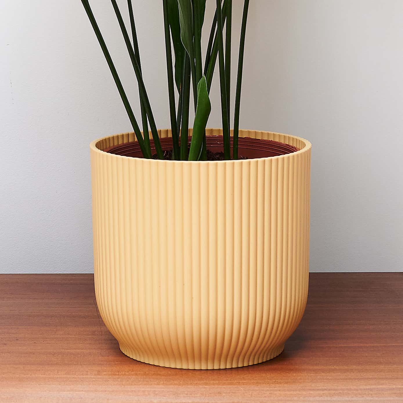 Beards & Daisies Cast Iron House Plant in Vibes Pot