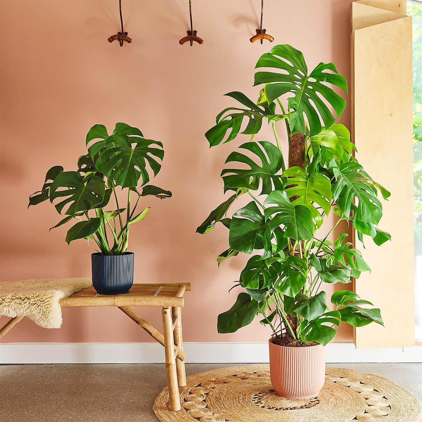 Swiss Cheese House Plant in Elho Pot