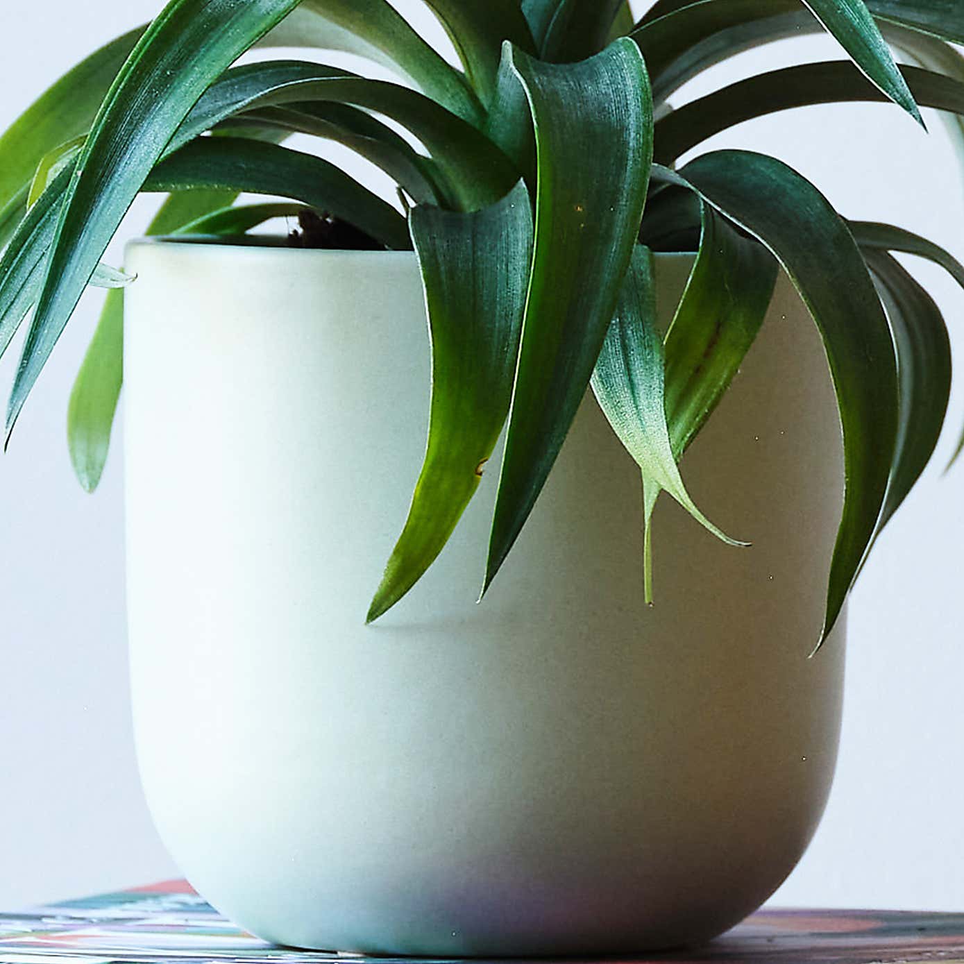 Pineapple House Plant in Earthenware Pot