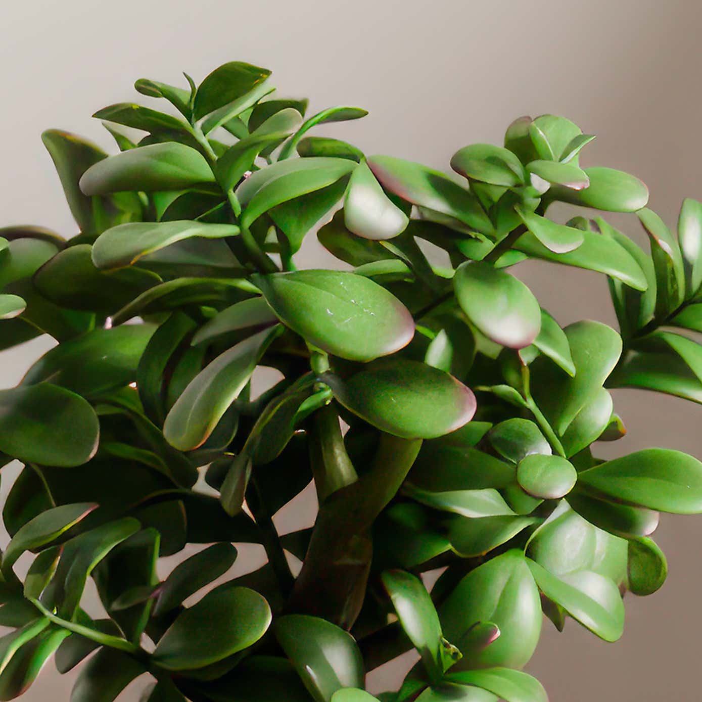 Jade House Plant in Capri Pot