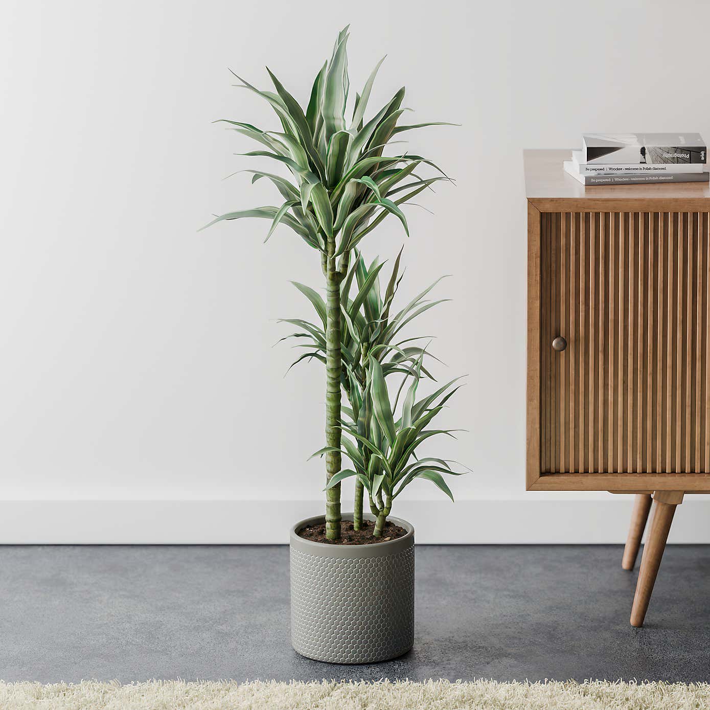 Beards & Daisies Dracaena Warneckei House Plant in Capri Pot
