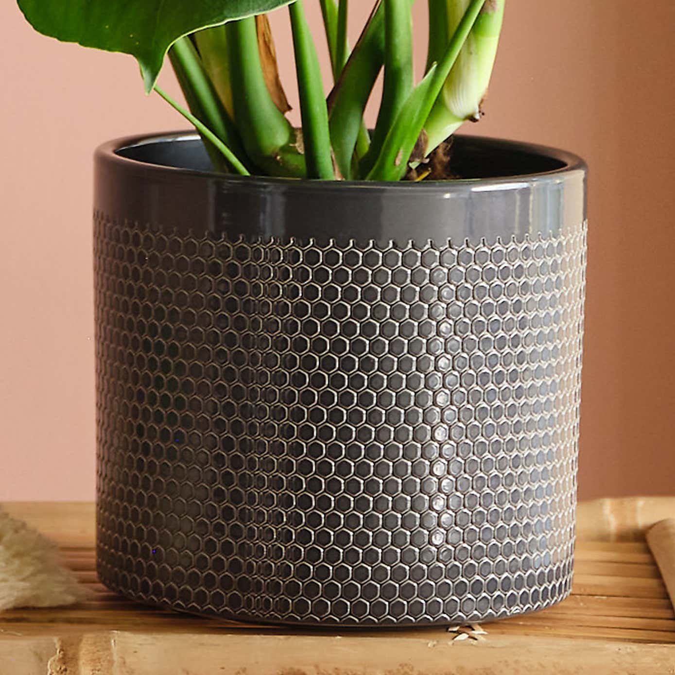 Swiss Cheese House Plant in Capri Pot