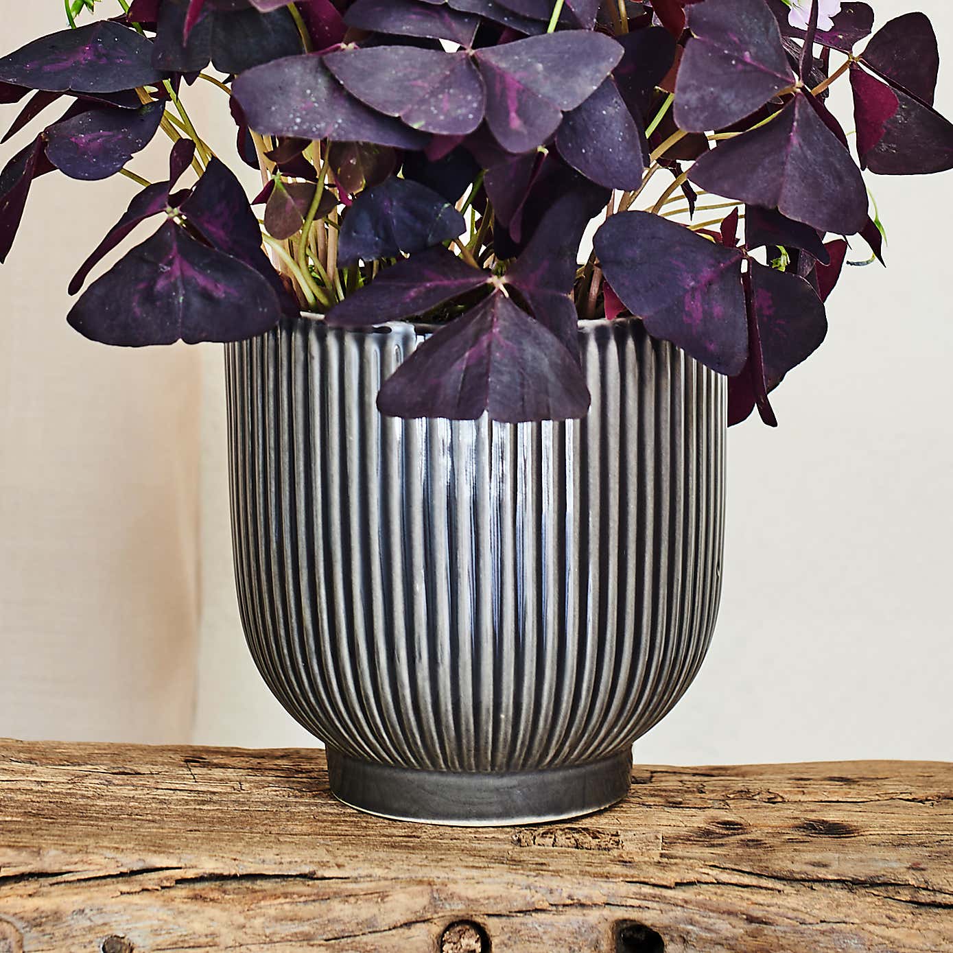 Beards & Daisies Oxalis in Ribbed Pot