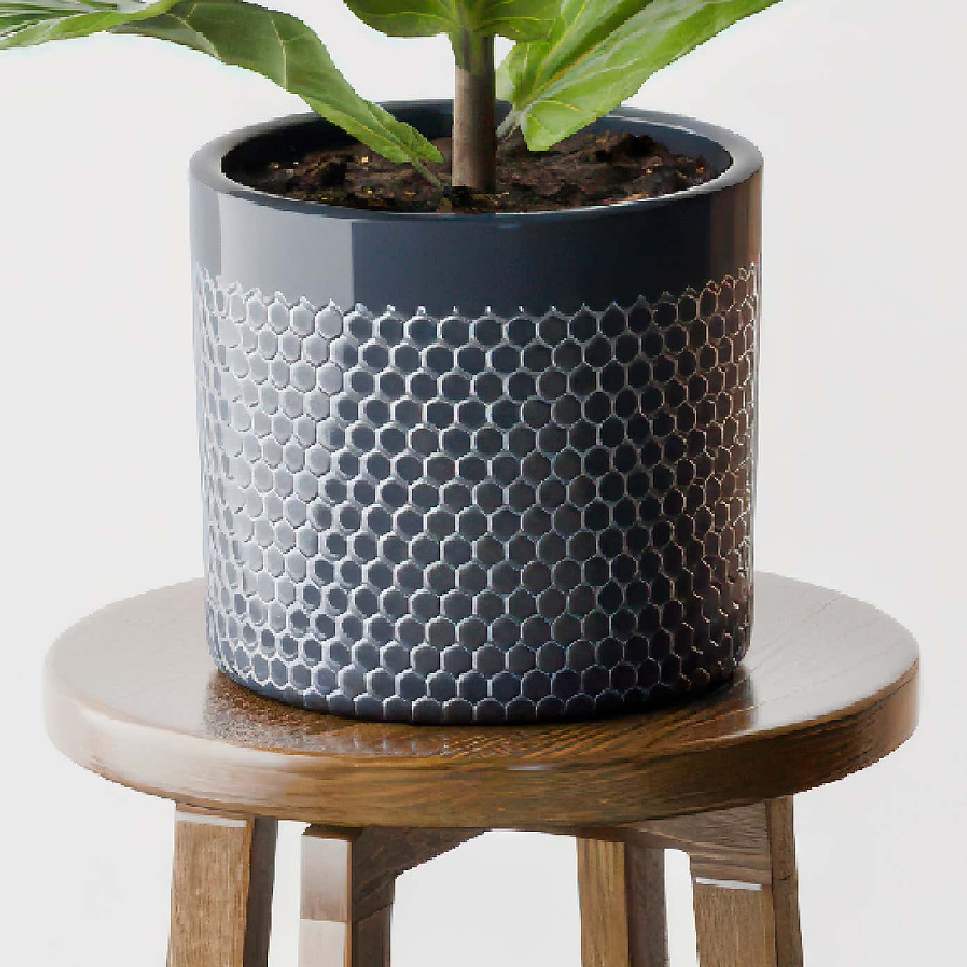 Beards & Daisies Fiddle Leaf Fig House Plant in Capri Pot