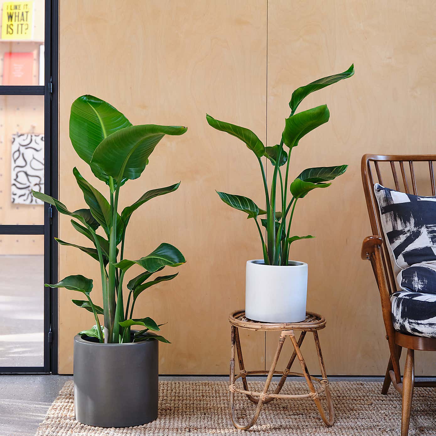 Bird Of Paradise House Plant in Earthenware Pot