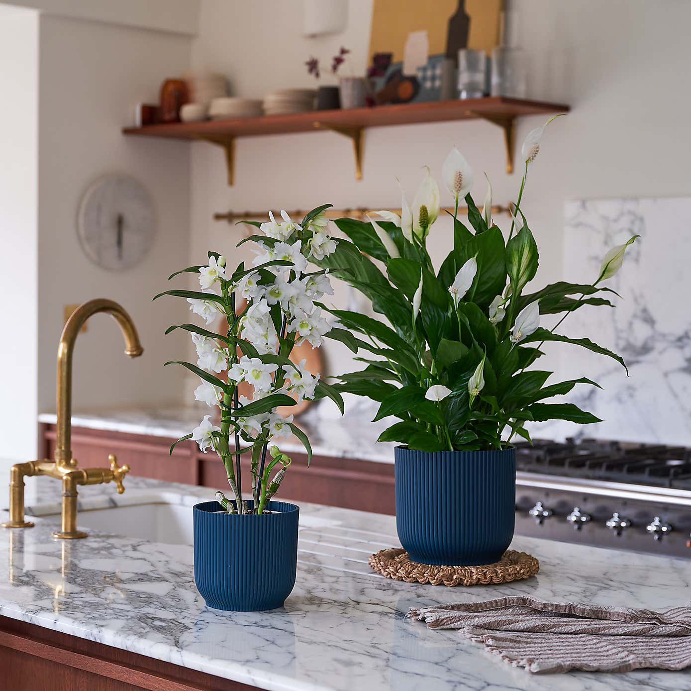 Beards & Daisies Blooming Beautiful Pair Dendrobium Peace Lily House Plant in Vibes Pot