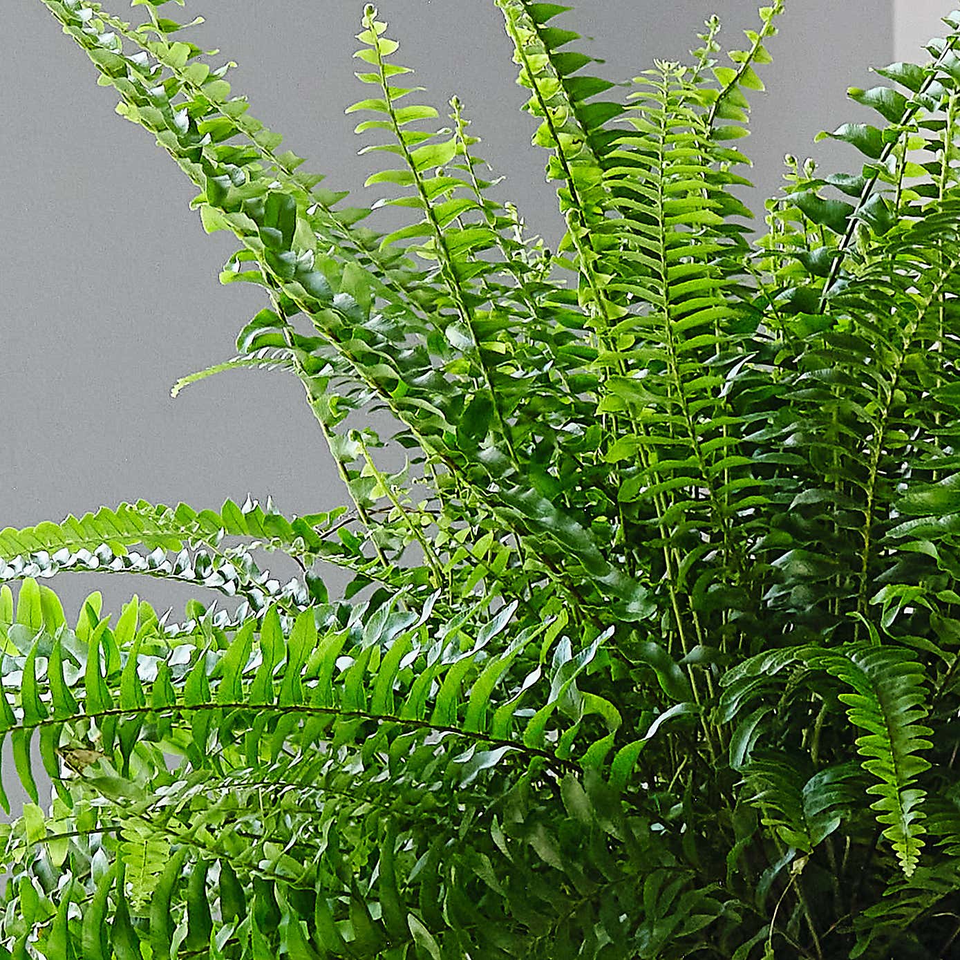 Boston Fern House Plant in Elho Pot