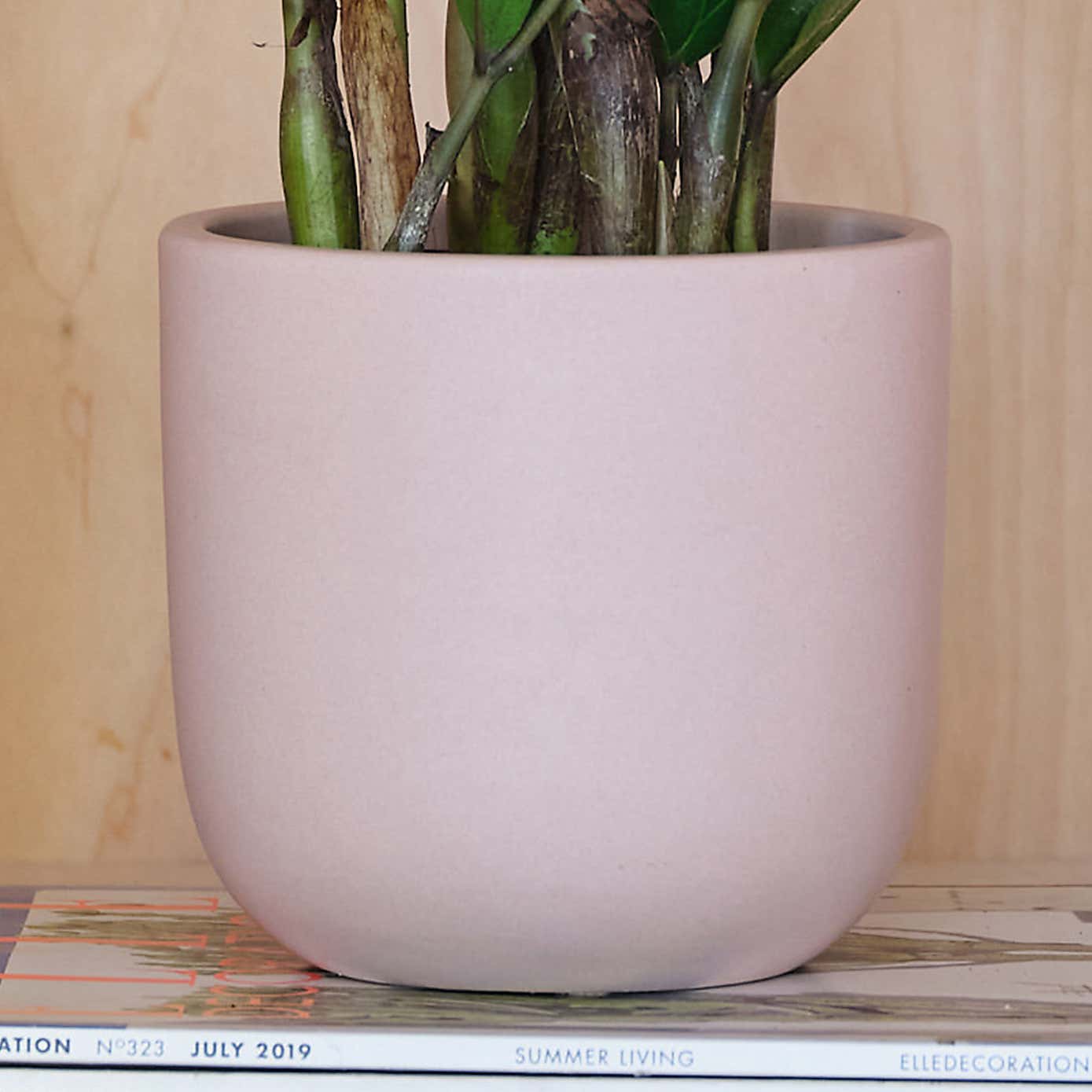 ZZ House Plant in Earthenware Pot