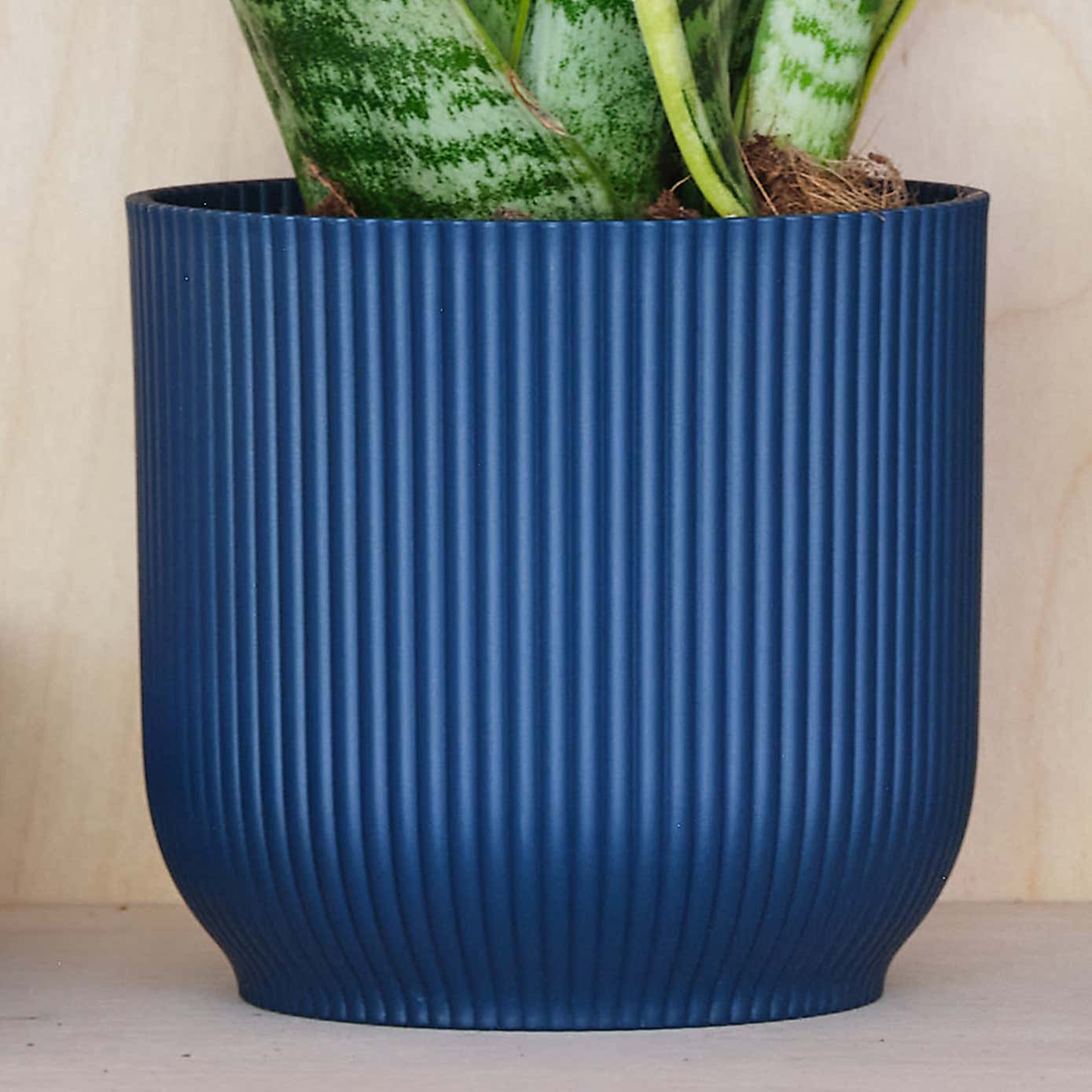 Beards & Daisies Snake Plant House Plant in Vibes Pot