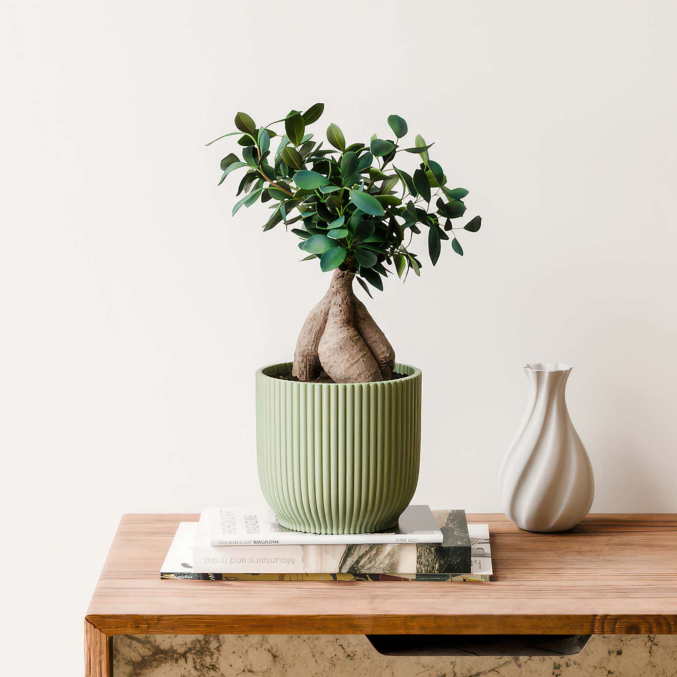 Ficus Ginseng House Plant in Elho Vibes Pot