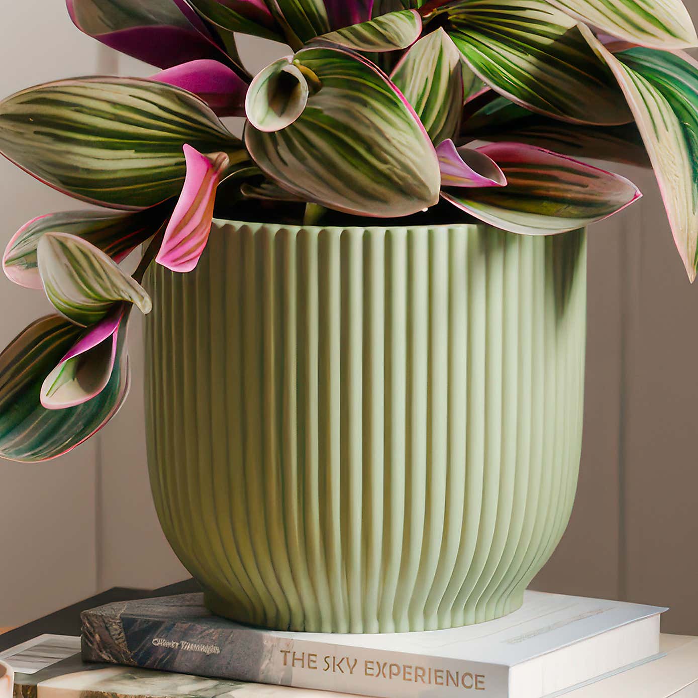Tradescantia Nanouk House Plant in Elho Vibes Pot