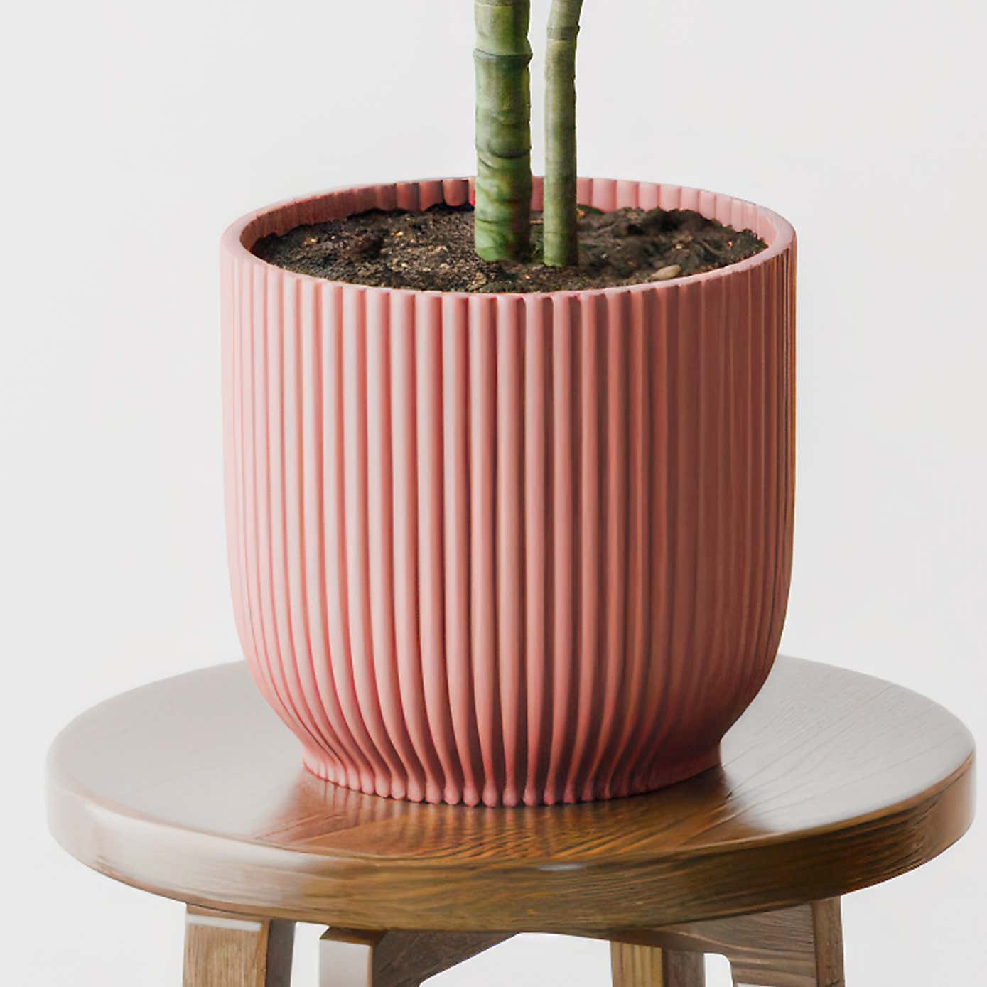 Beards & Daisies Dracaena Warneckei House Plant in Elho Pot