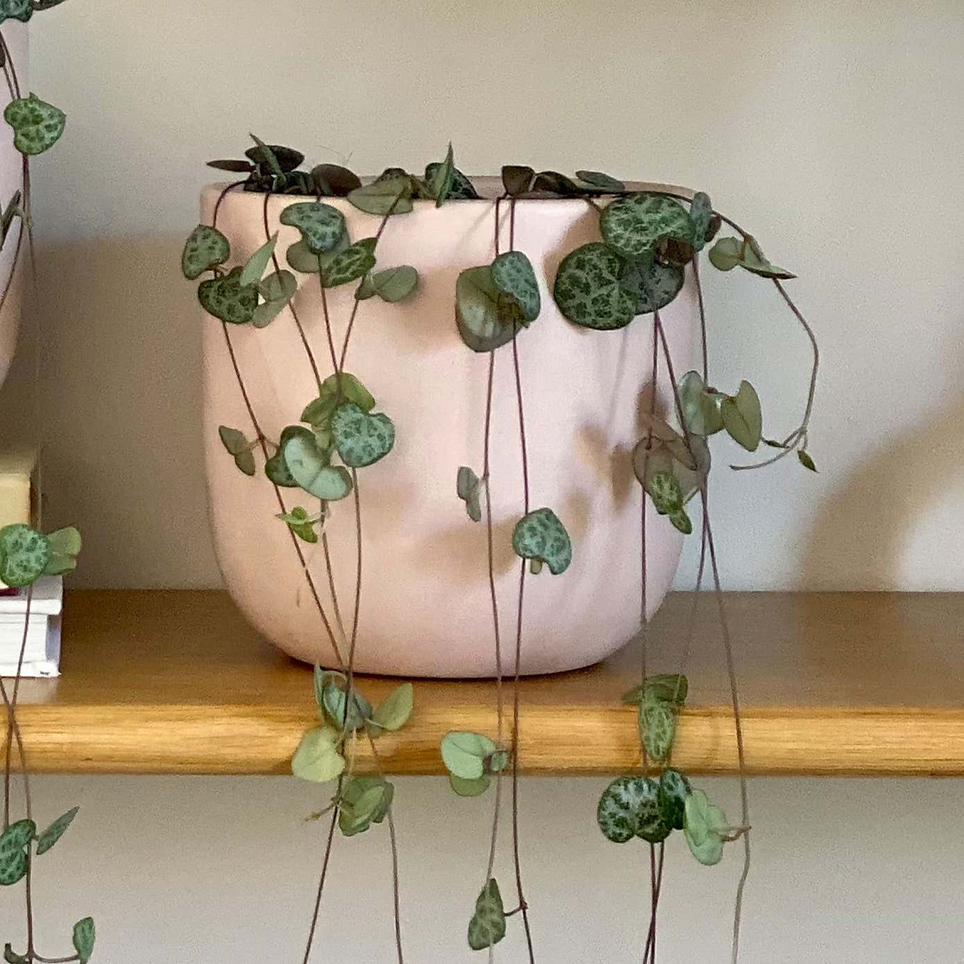 String of Hearts Potted House Plant Bundle