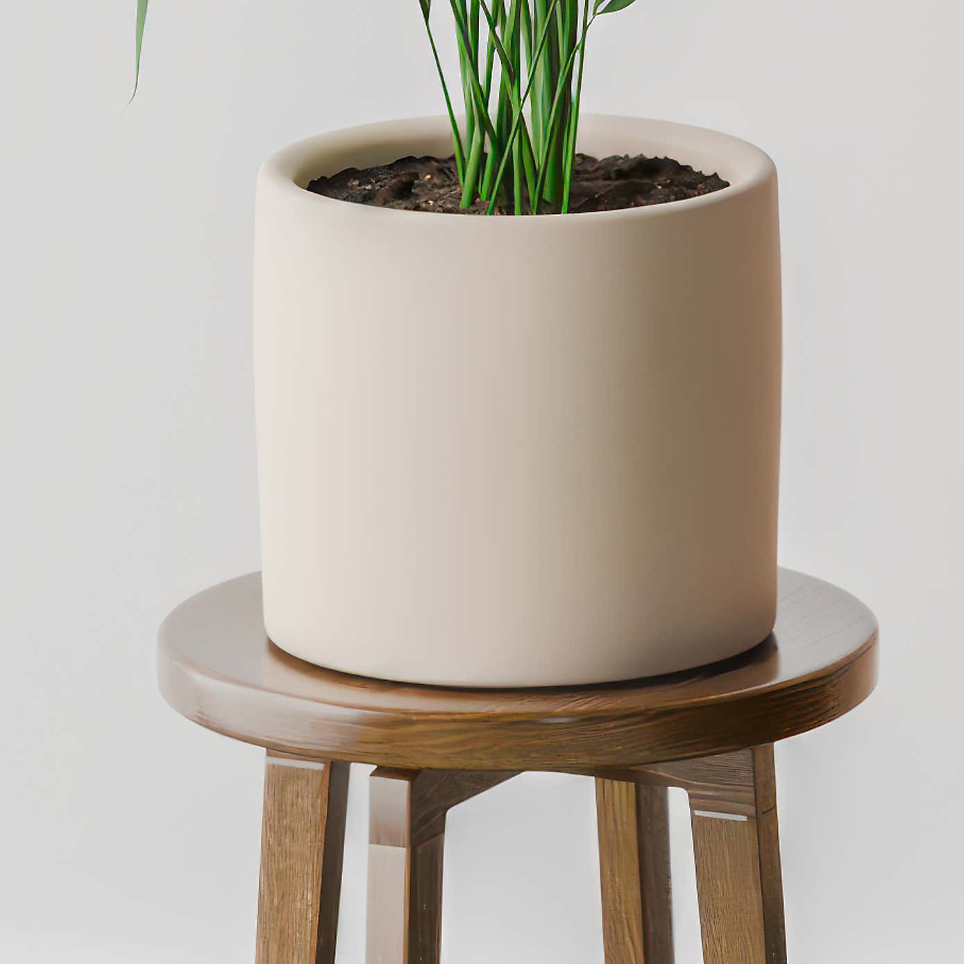Kentia Palm House Plant in Earthenware Pot